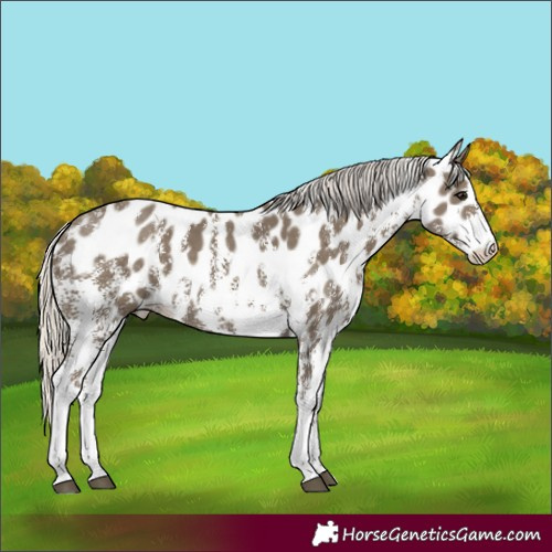 Horse Color:Silver Smoky Black Sabino Skewed Appaloosa 