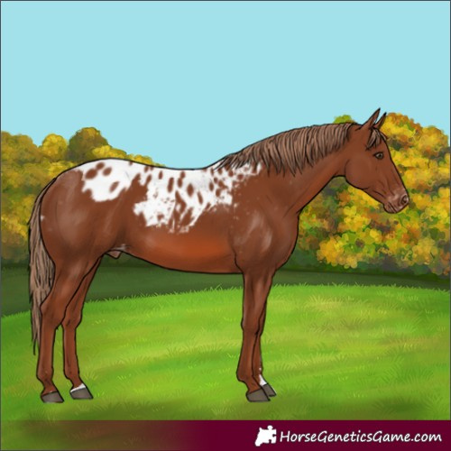 Horse Color:Chestnut Skewed Appaloosa 