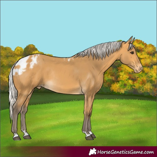 Horse Color:Silver Buckskin Skewed Appaloosa Rabicano 