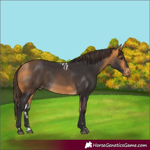 Horse Color:Buckskin Skewed Appaloosa 