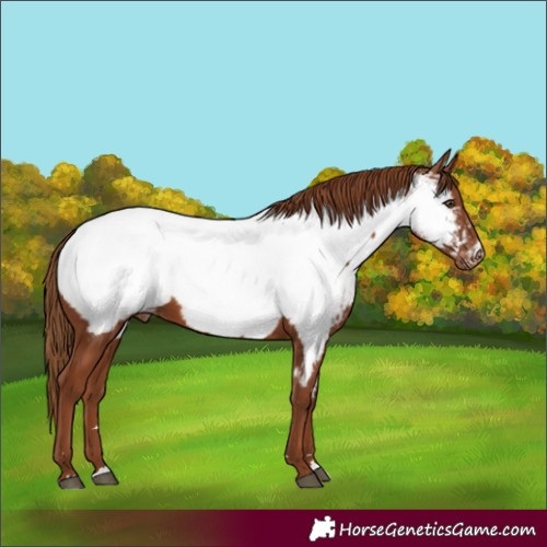 Horse Color:Chestnut Appaloosa 