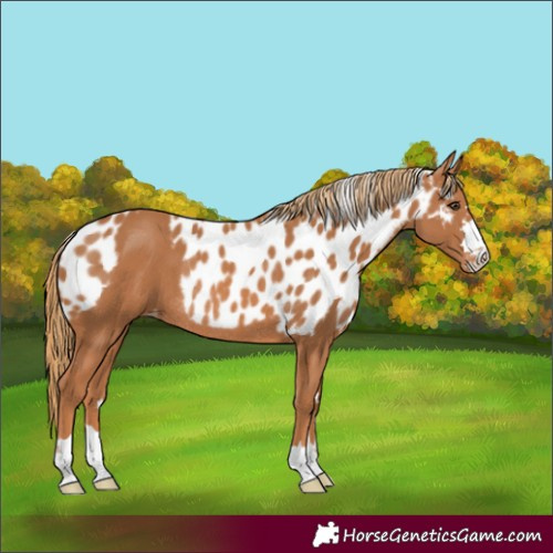 Horse Color:Chestnut Skewed Appaloosa Rabicano 