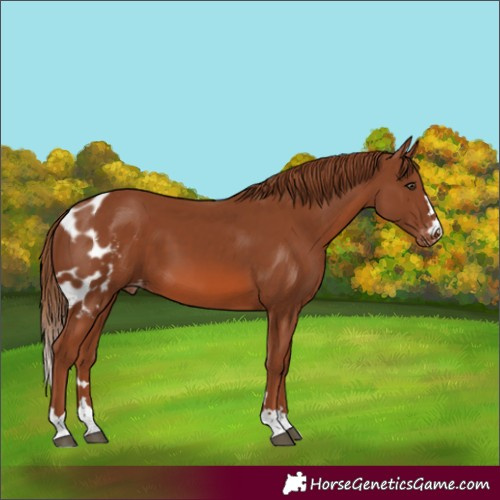 Horse Color:Chestnut Skewed Appaloosa 