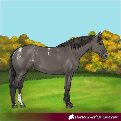 Horse Color:Powder White Grullo Skewed Appaloosa