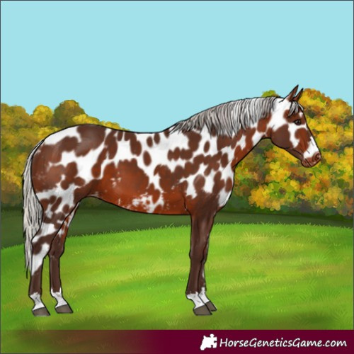 Horse Color:Silver Brown Skewed Appaloosa 