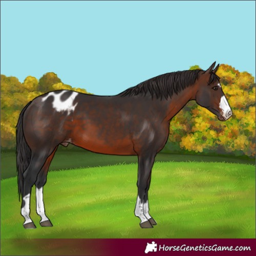 Horse Color:Brown Skewed Appaloosa 