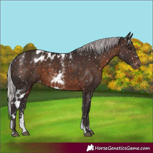 Horse Color:Powder White Silver Brown Skewed Appaloosa