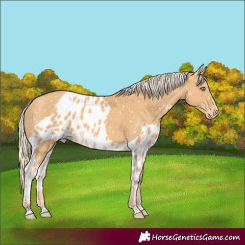 Horse Color:Gold Cream Champagne Skewed Appaloosa Rabicano 