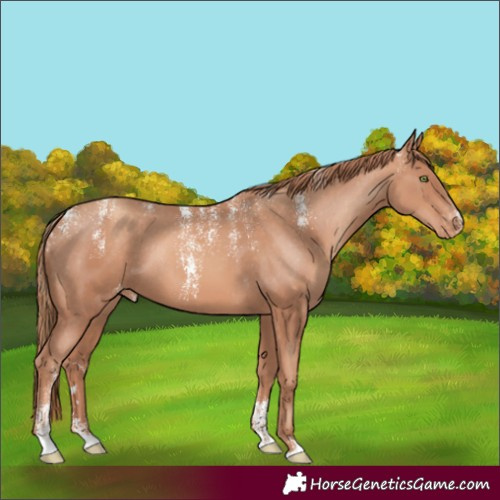 Horse Color:Powder White Gold Champagne Appaloosa Rabicano 