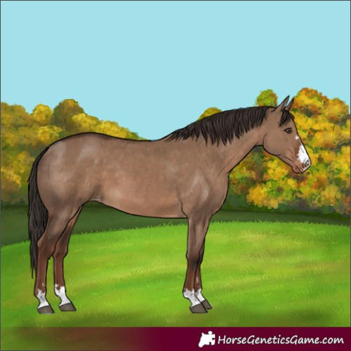 Horse Color:Liver Red Dun Skewed Appaloosa 