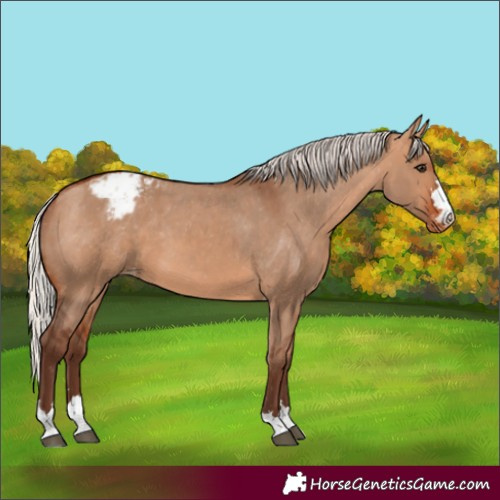 Horse Color:Silver Bay Dun Appaloosa 