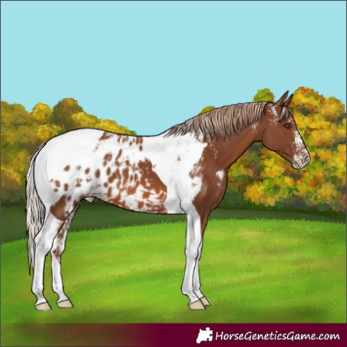 Horse Color:Powder White Chestnut Tobiano Skewed Appaloosa 