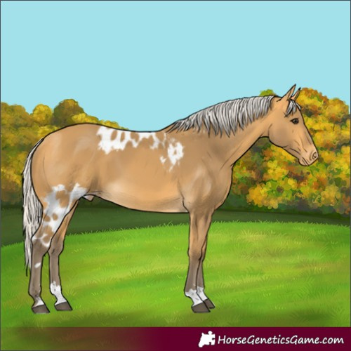 Horse Color:Silver Buckskin Skewed Appaloosa