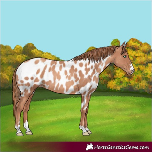 Horse Color:Gold Champagne Skewed Appaloosa Rabicano 