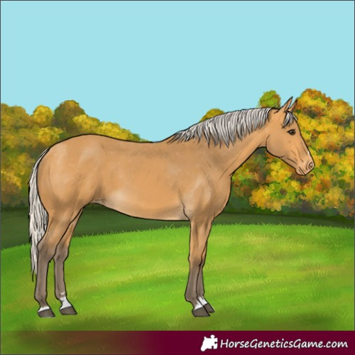Horse Color:Silver Buckskin Appaloosa 