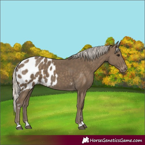 Horse Color:Silver Smoky Black Skewed Appaloosa 