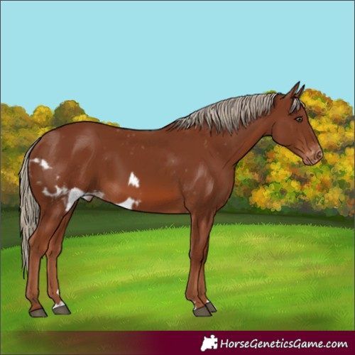 Horse Color:Chestnut Skewed Appaloosa