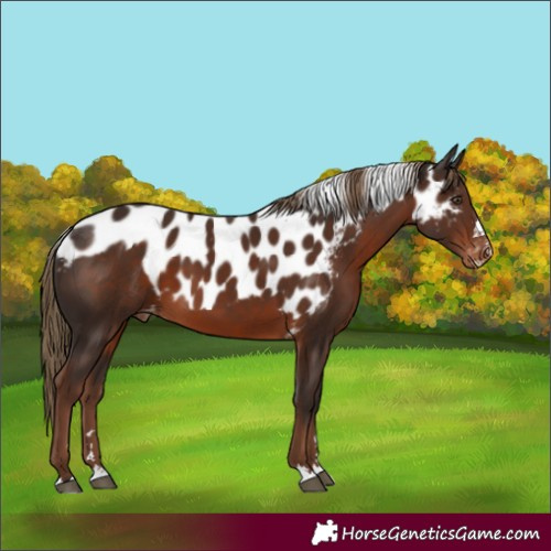 Horse Color:Liver Chestnut Skewed Appaloosa