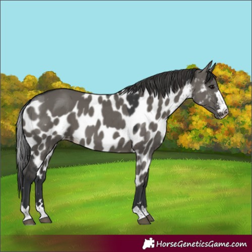 Horse Color:Grullo Skewed Appaloosa 