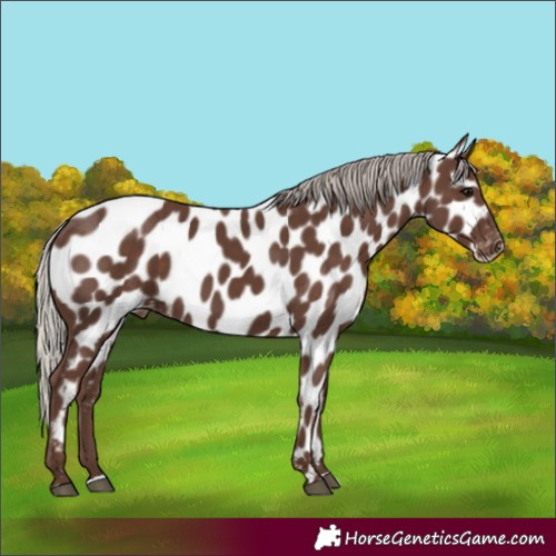 Horse Color:Silver Black Appaloosa 