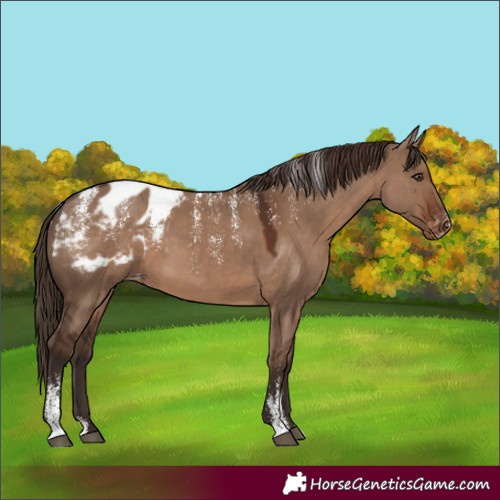 Horse Color:Powder White Liver Red Dun Appaloosa 