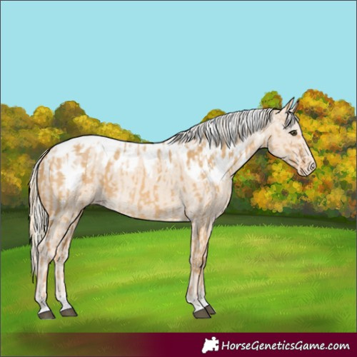 Horse Color:Palomino Dun Skewed Appaloosa  and Cremello Skewed Appaloosa Rabicano 