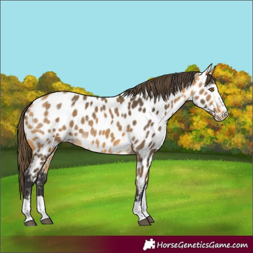 Horse Color:Buckskin Appaloosa Rabicano 