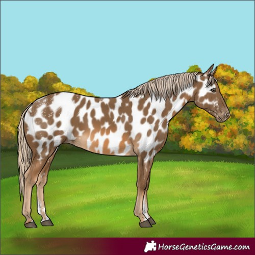 Horse Color:Powder White Chocolate Palomino Appaloosa 