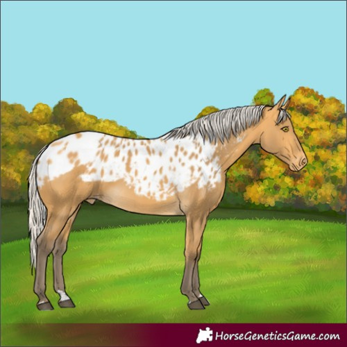 Horse Color:Silver Buckskin Skewed Appaloosa Rabicano 
