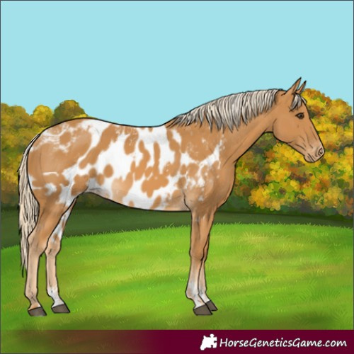 Horse Color:Powder White Palomino Skewed Appaloosa 