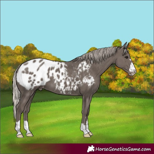 Horse Color:Silver Black Appaloosa