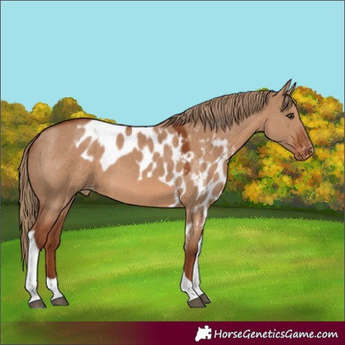 Horse Color:Red Dun Tobiano Skewed Appaloosa