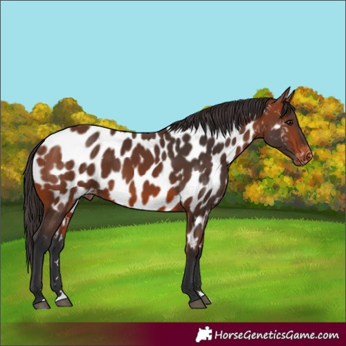 Horse Color:Bay Appaloosa 