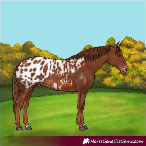 Horse Color:Chestnut Appaloosa 