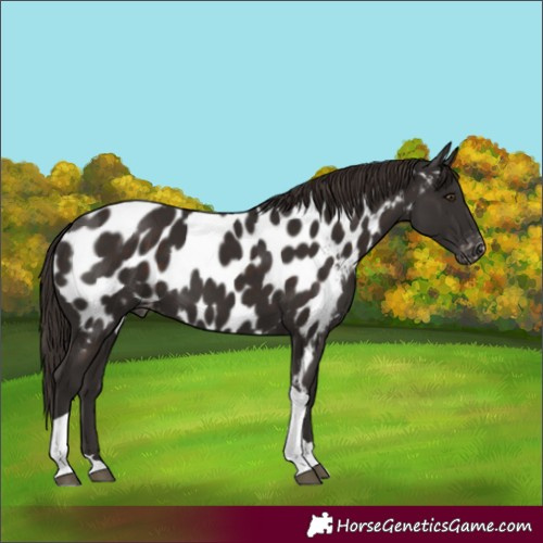 Horse Color:Liver Chestnut Tobiano Appaloosa Rabicano 