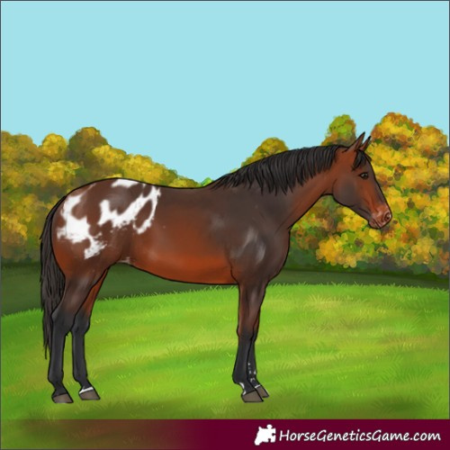 Horse Color:Bay Appaloosa 