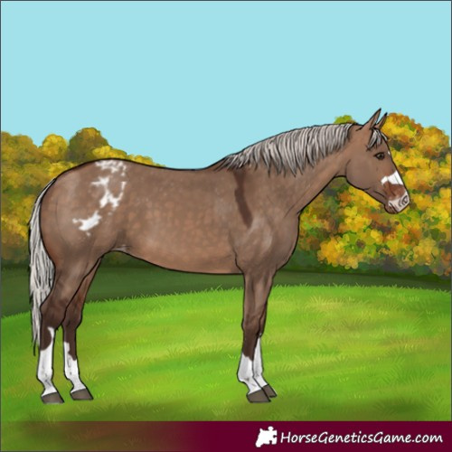 Horse Color:Silver Brown Dun Skewed Appaloosa 