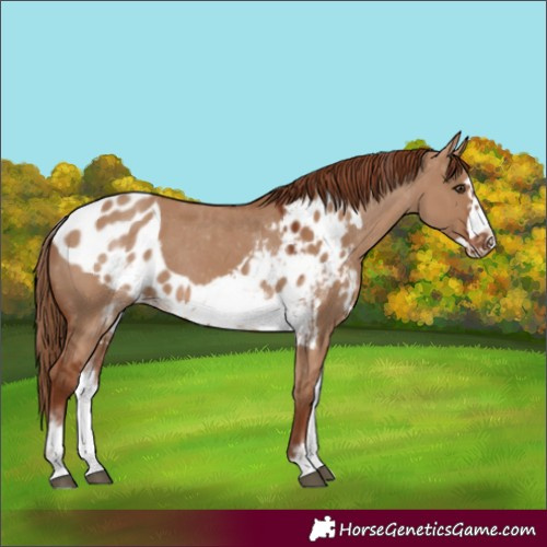 Horse Color:White Spotted Red Dun Frame Skewed Appaloosa 