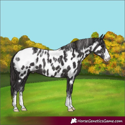 Horse Color:Powder White Smoky Black Appaloosa 