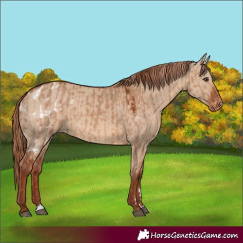 Horse Color:Red Dun Skewed Appaloosa  and Red Dun Appaloosa 