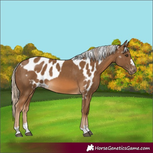 Horse Color:Chocolate Palomino Skewed Appaloosa 