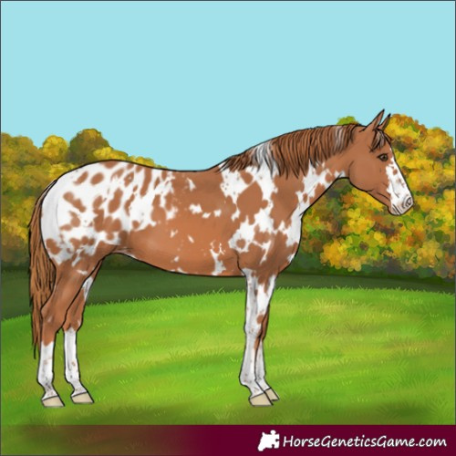 Horse Color:White Spotted Chestnut Appaloosa 