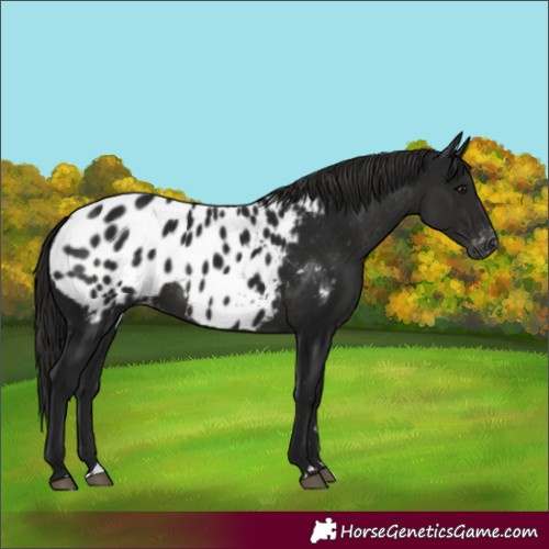 Horse Color:Gray Smoky Black Appaloosa 