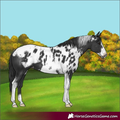 Horse Color:Black Tobiano Frame Skewed Appaloosa 