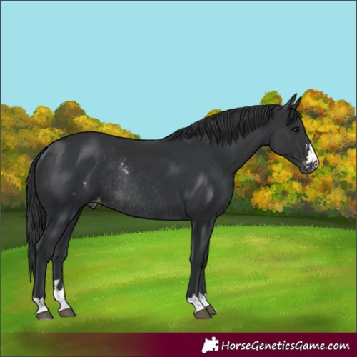 Horse Color:Black Skewed Appaloosa Rabicano 