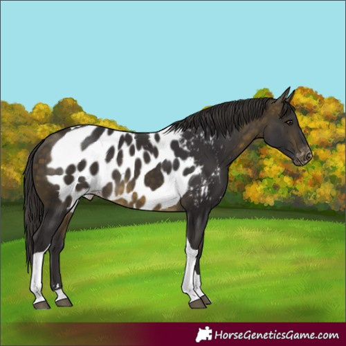 Horse Color:Buckskin Tobiano Skewed Appaloosa Rabicano 