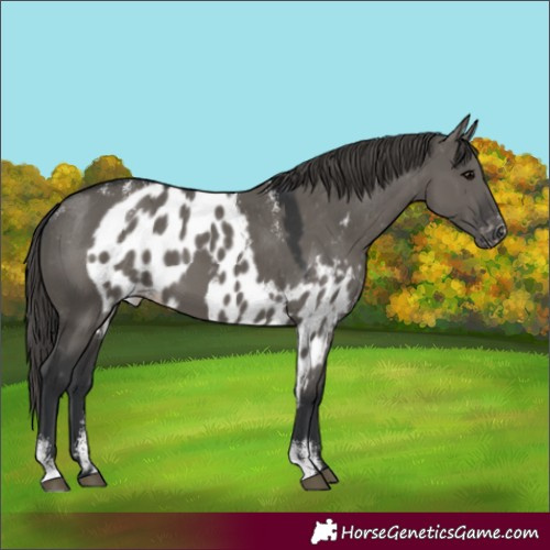 Horse Color:Powder White Grullo Skewed Appaloosa 