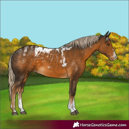 Horse Color:Powder White Chocolate Palomino Sabino Skewed Appaloosa 