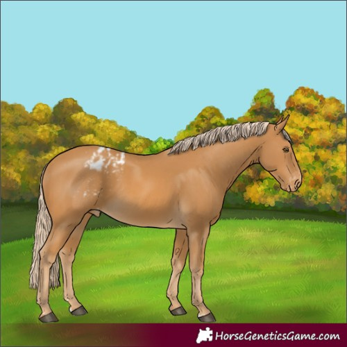 Horse Color:Palomino Appaloosa Rabicano 
