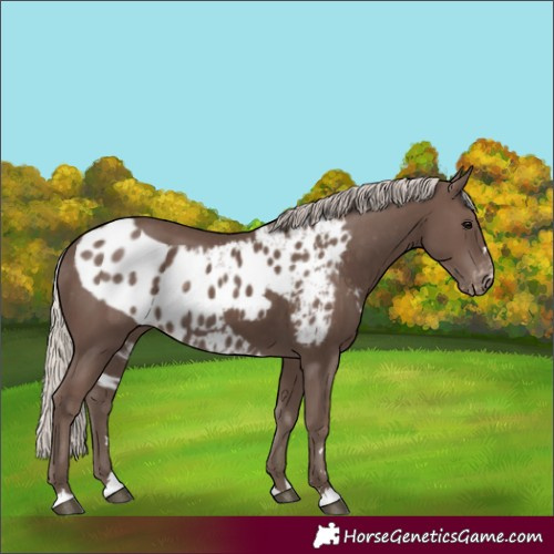 Horse Color:Silver Black Skewed Appaloosa Rabicano 